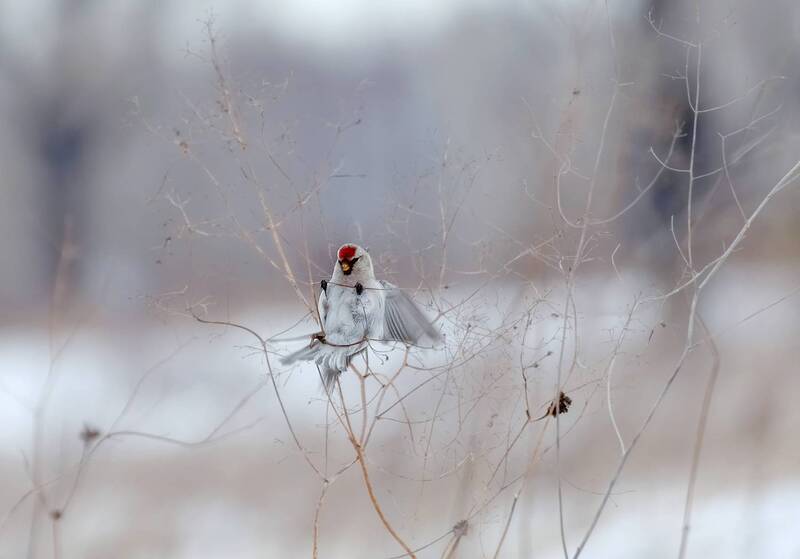 Чечетка фото превью