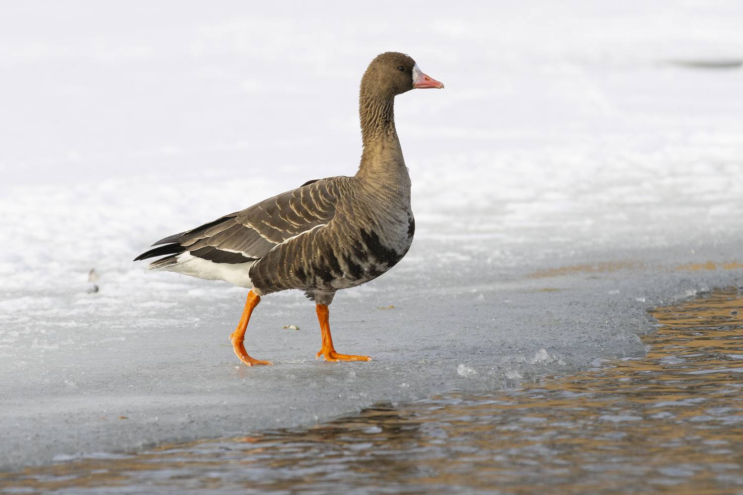Белолобый гусь. Автор: Валерий Черняк природа, Валерий Черняк