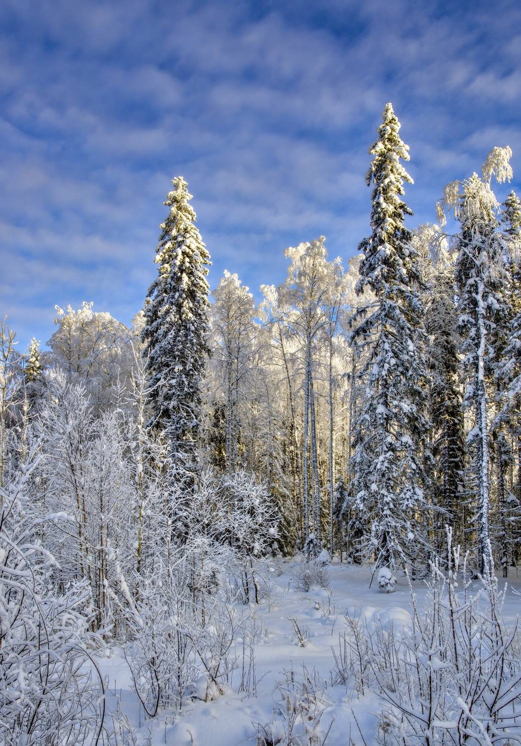 Зима. Автор: Igor Shishpanov вечер снег зима мороз небо, Igor Shishpanov