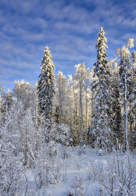 Зимаphoto preview