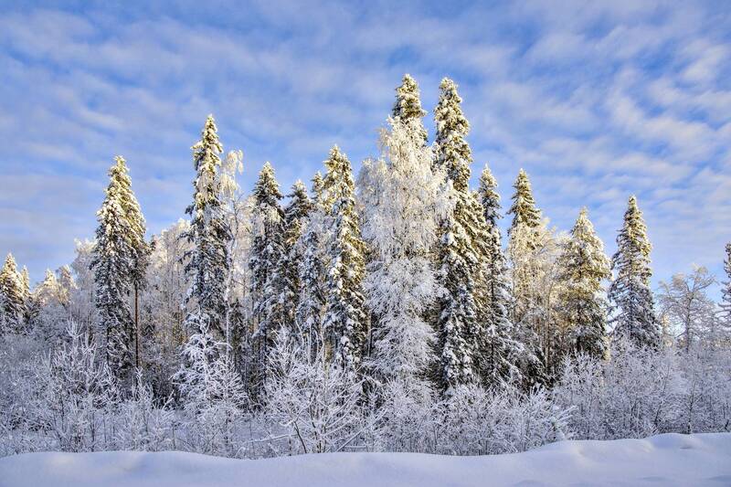 Мороз- художникphoto preview