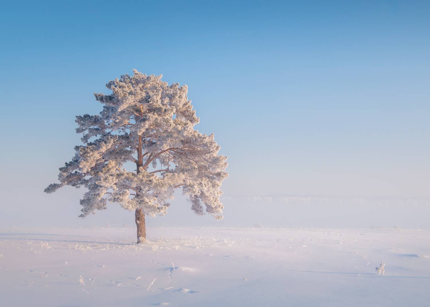 зима, мороз, туман, снег, иней, деревья, Леонтьев Константин