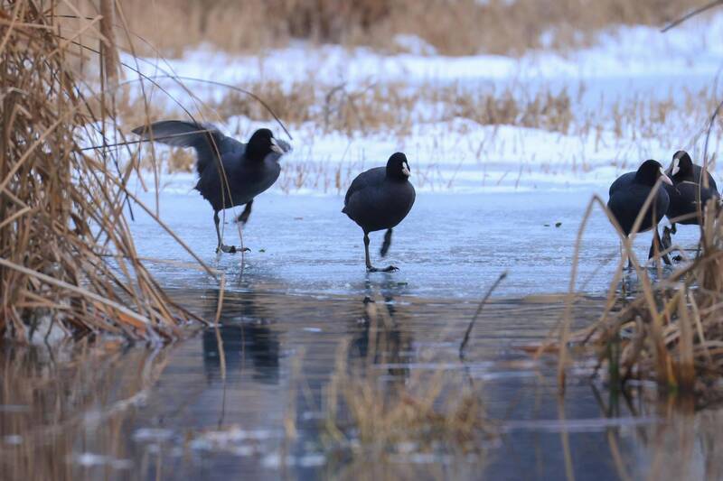 лысухи, ***photo preview