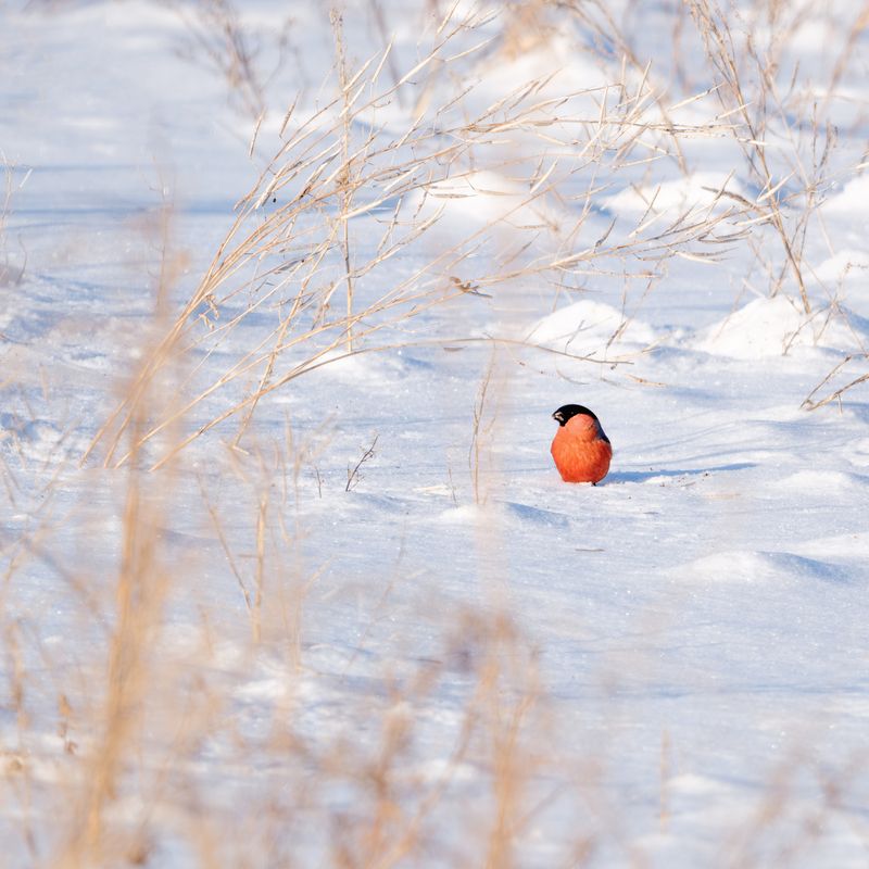 Снегирьphoto preview