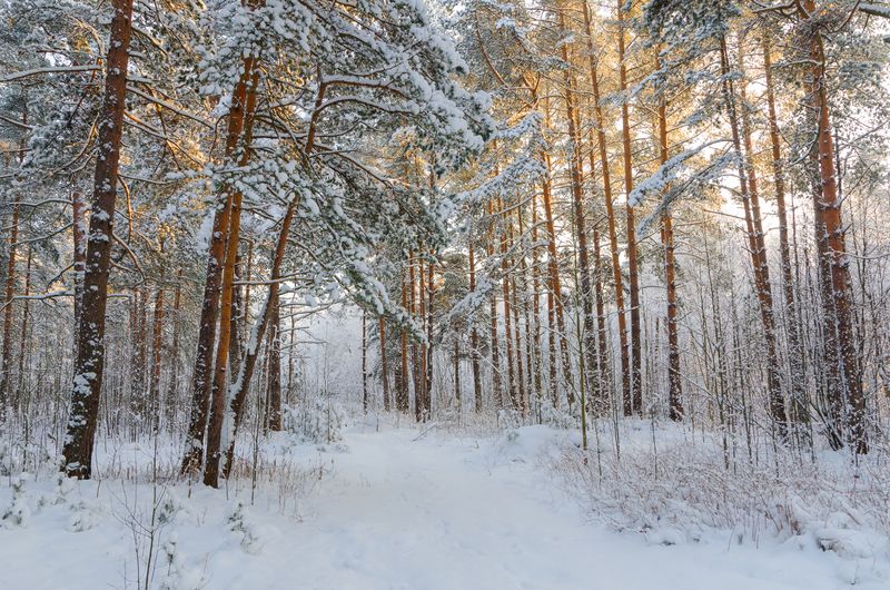 Зимними тропинкамиphoto preview
