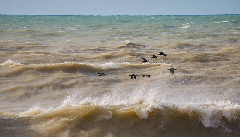 Птицы чёрные летели...photo preview