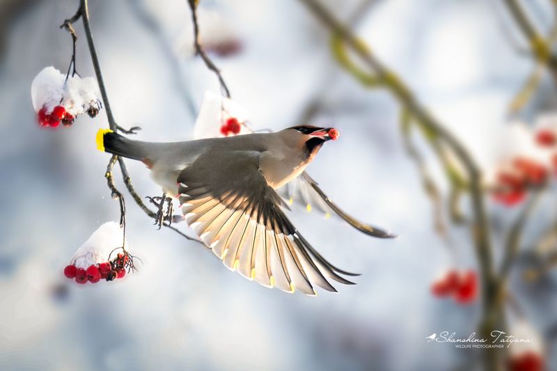 Свиристель в полетеphoto preview