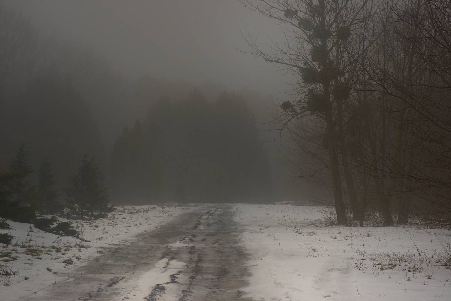 зима туман лес утро, Александр Жарников