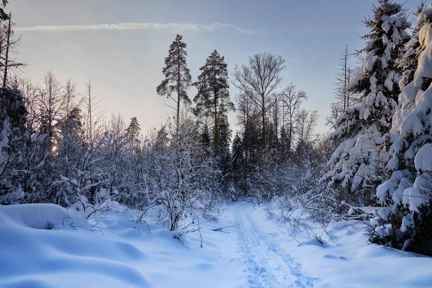 В заснеженном лесу. Автор: Валерий Вождаев лес, деревья, снег, свет, Валерий Вождаев
