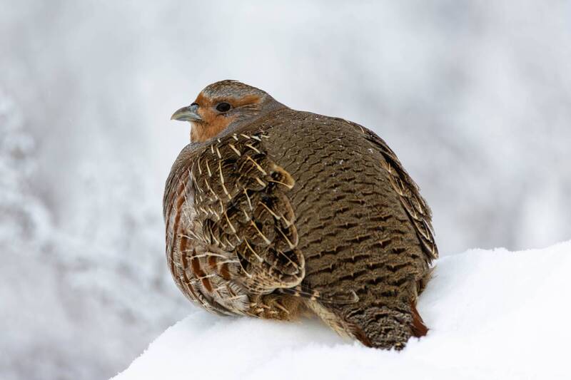 Серая куропаткаphoto preview