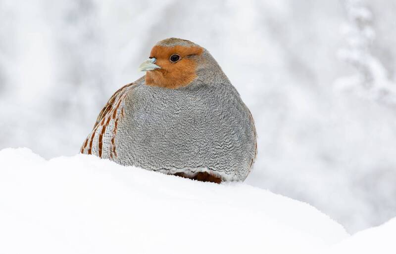 Серая куропаткаphoto preview