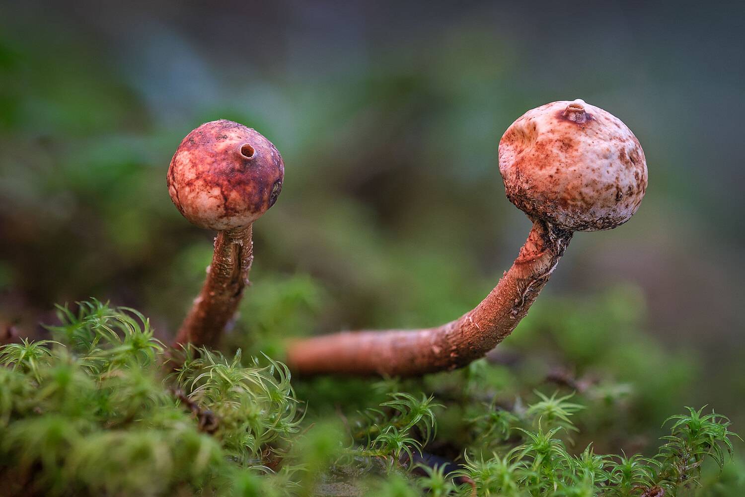 Январские грибочки.. Автор: Владимир Сковородников , Владимир Сковородников
