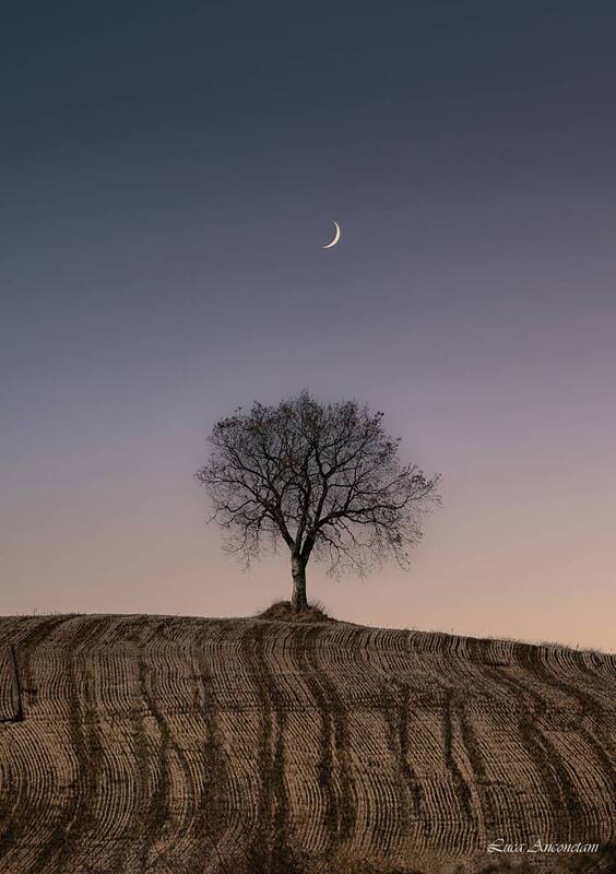 nature tree landscape moon field On the hillphoto preview