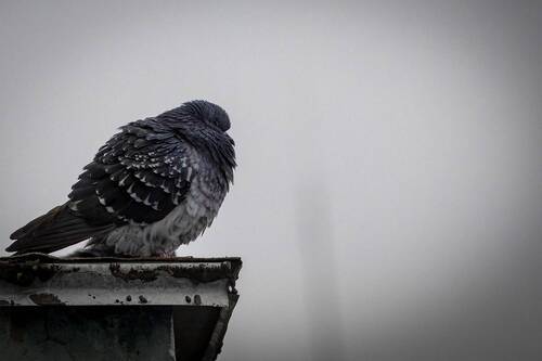 Пейзажи, животный мир