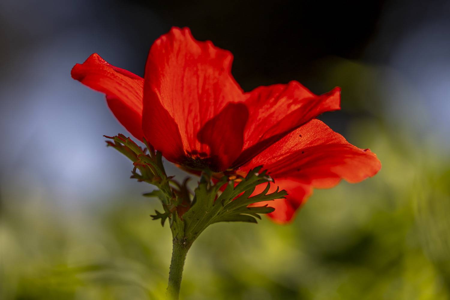 flowers. Автор: Nikolay Tatarchuk macro, flowers, plants, nature, spring, red, grass, Nikolay Tatarchuk