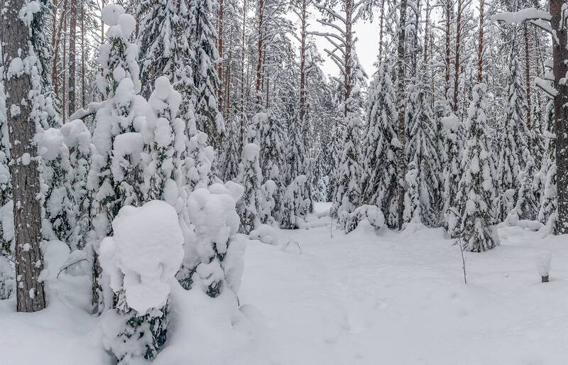 лес, зима, снег, сугроб. Тишина.photo preview