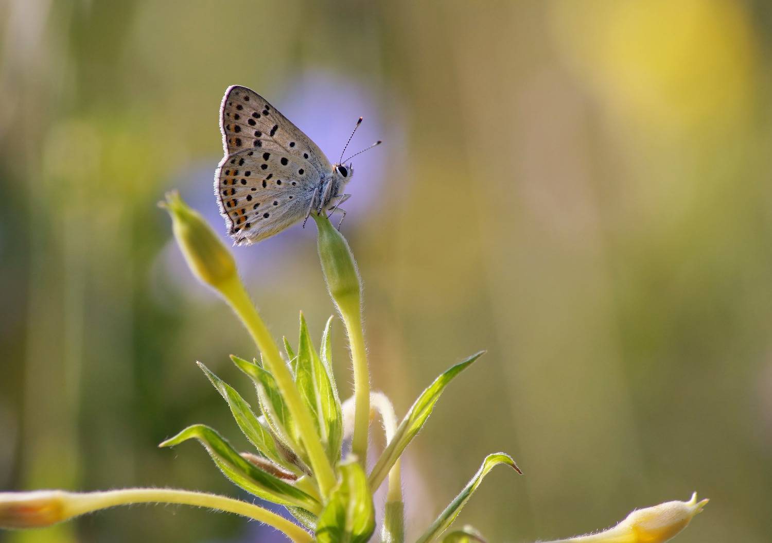Голубянка. Автор: Чепленко Алексей Бабочка, Чепленко Алексей