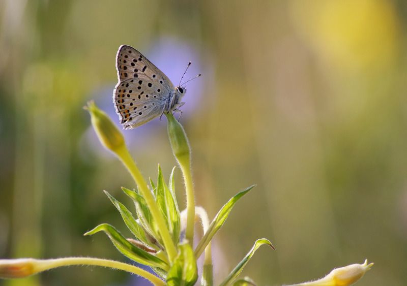 Бабочка Голубянка фото превью