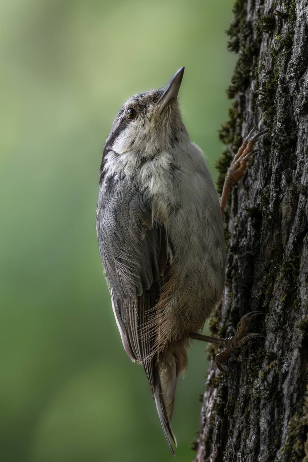 wildlife, birdwatching, nature, bird photography, птица, фотоохота, природа, поползень , Полина Шальнева