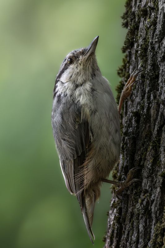 wildlife, birdwatching, nature, bird photography, птица, фотоохота, природа, поползень  Поползень фото превью