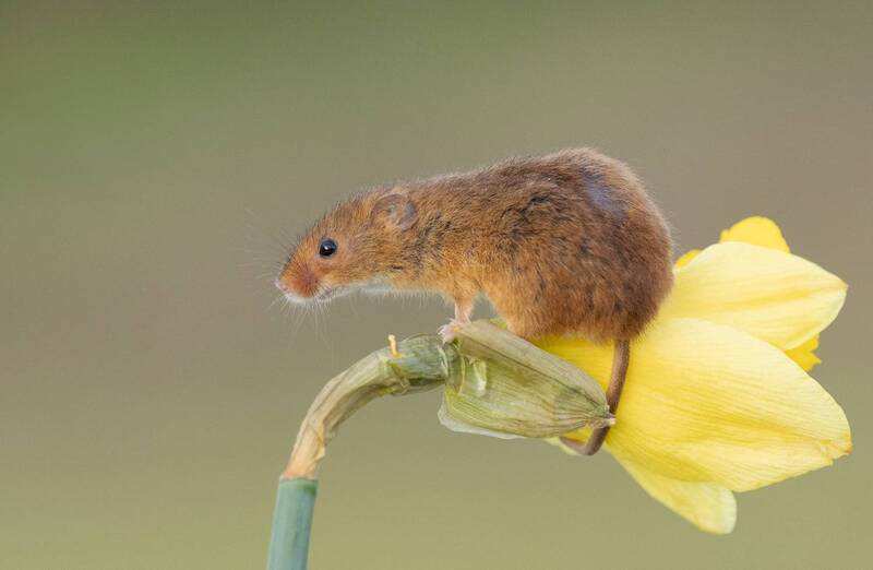 harvest mouse, mouse, rodent, animals, nature, wildlife, canon Harvest Mouse фото превью