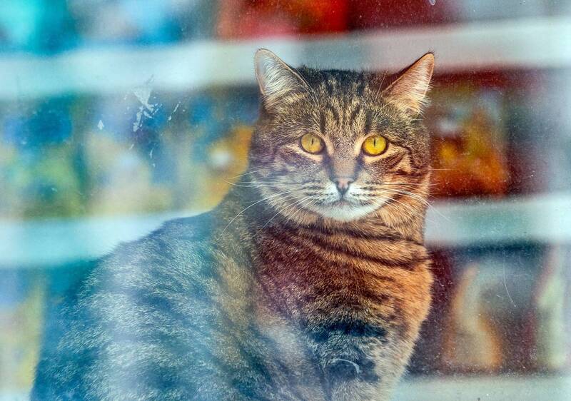 За стеклом фото превью