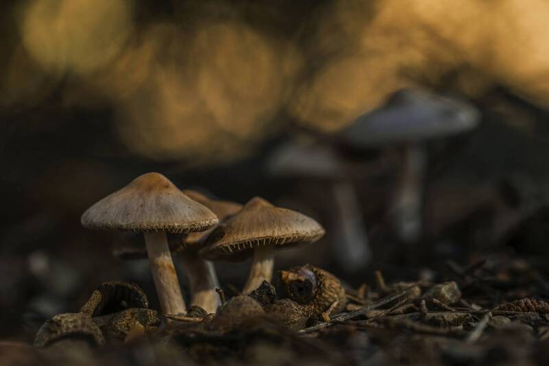 nature, close-up, outdoor, mushroom, fungus, autumn, selective-focus Inocybe geophylla фото превью