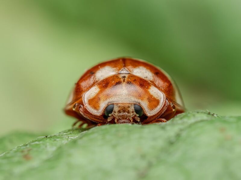 Галиция шестнадцатипятнистая фото превью