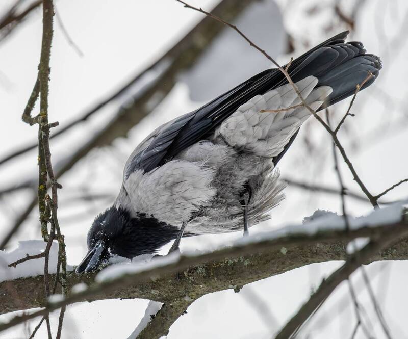 Январский чистоклювphoto preview