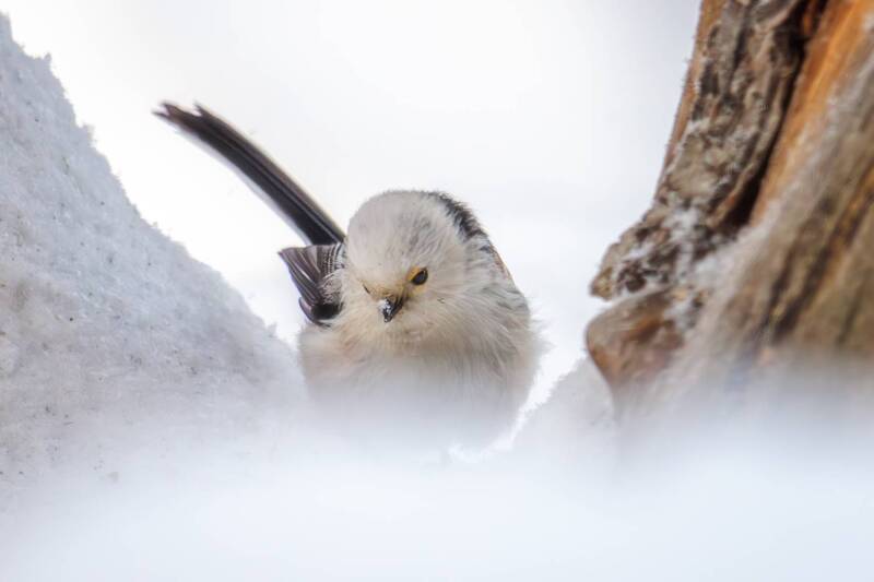 Ополовник фото превью