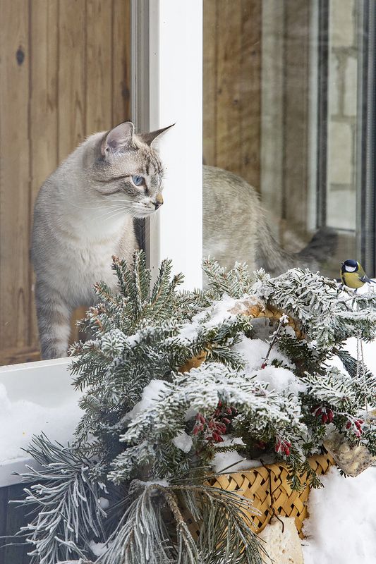 животные, птицы, кормушка для птиц, котики, Охос Азулес, синица Кто кого переглядитphoto preview