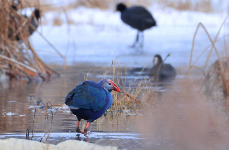 султанка, Султанка..photo preview