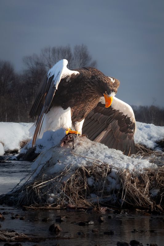 Камчатка  Белоплечий орлан  фото превью