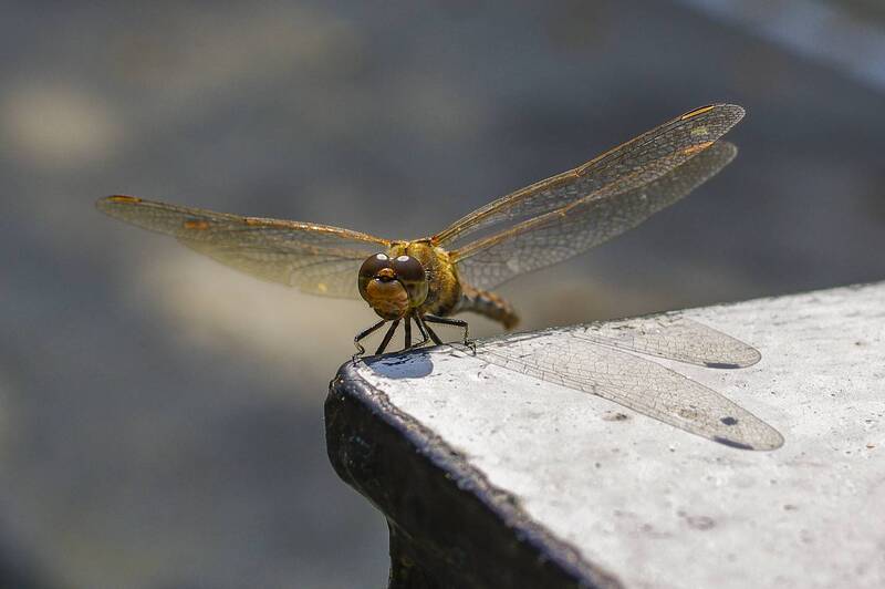 Стрекозаphoto preview