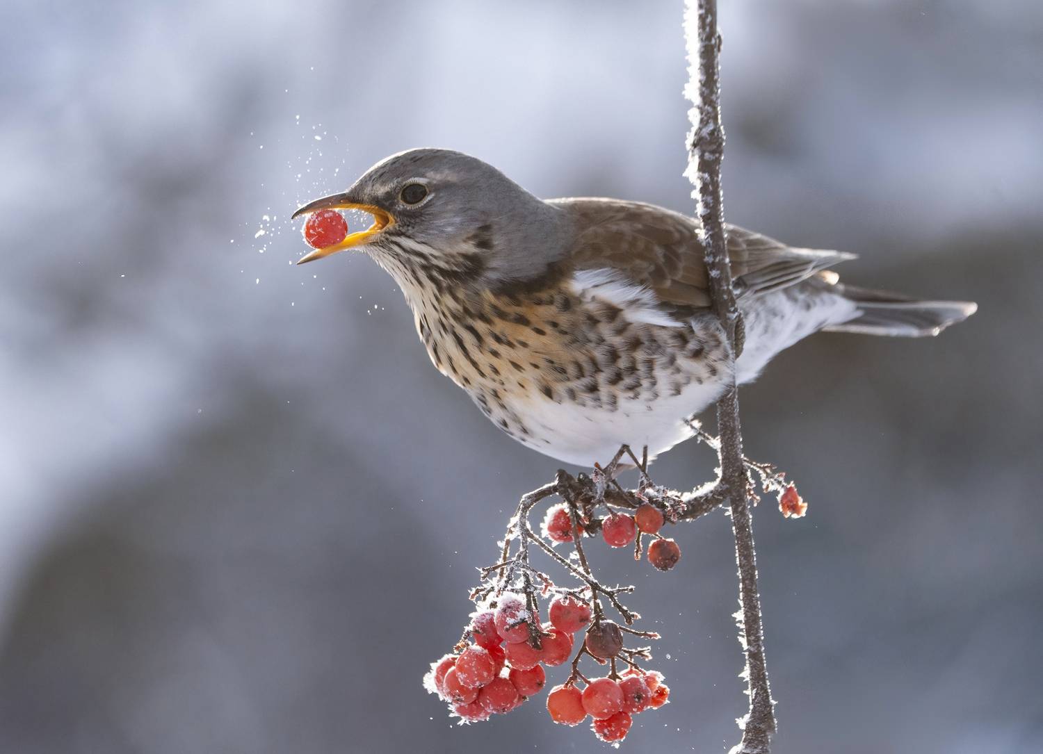 птицы,природа, зима, Андрей Киселёв