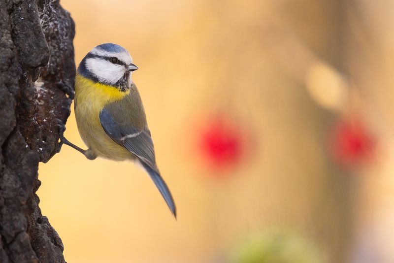 Titmouse photo preview