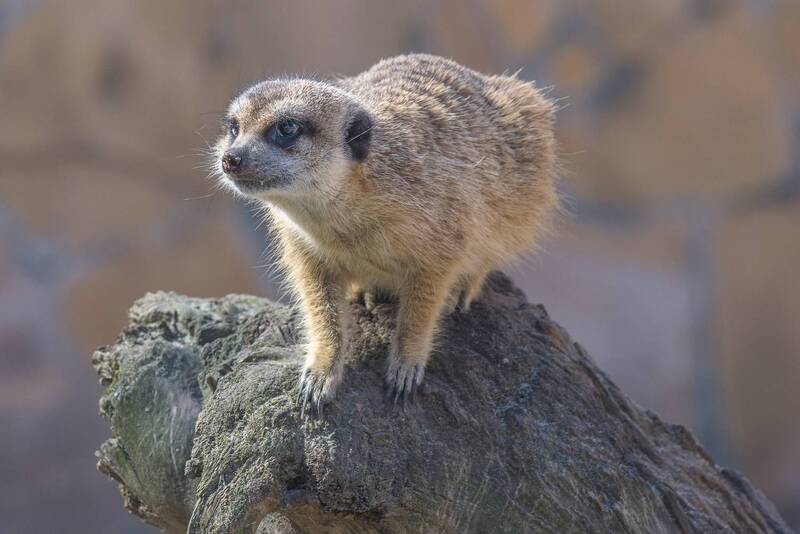 Сурикатphoto preview