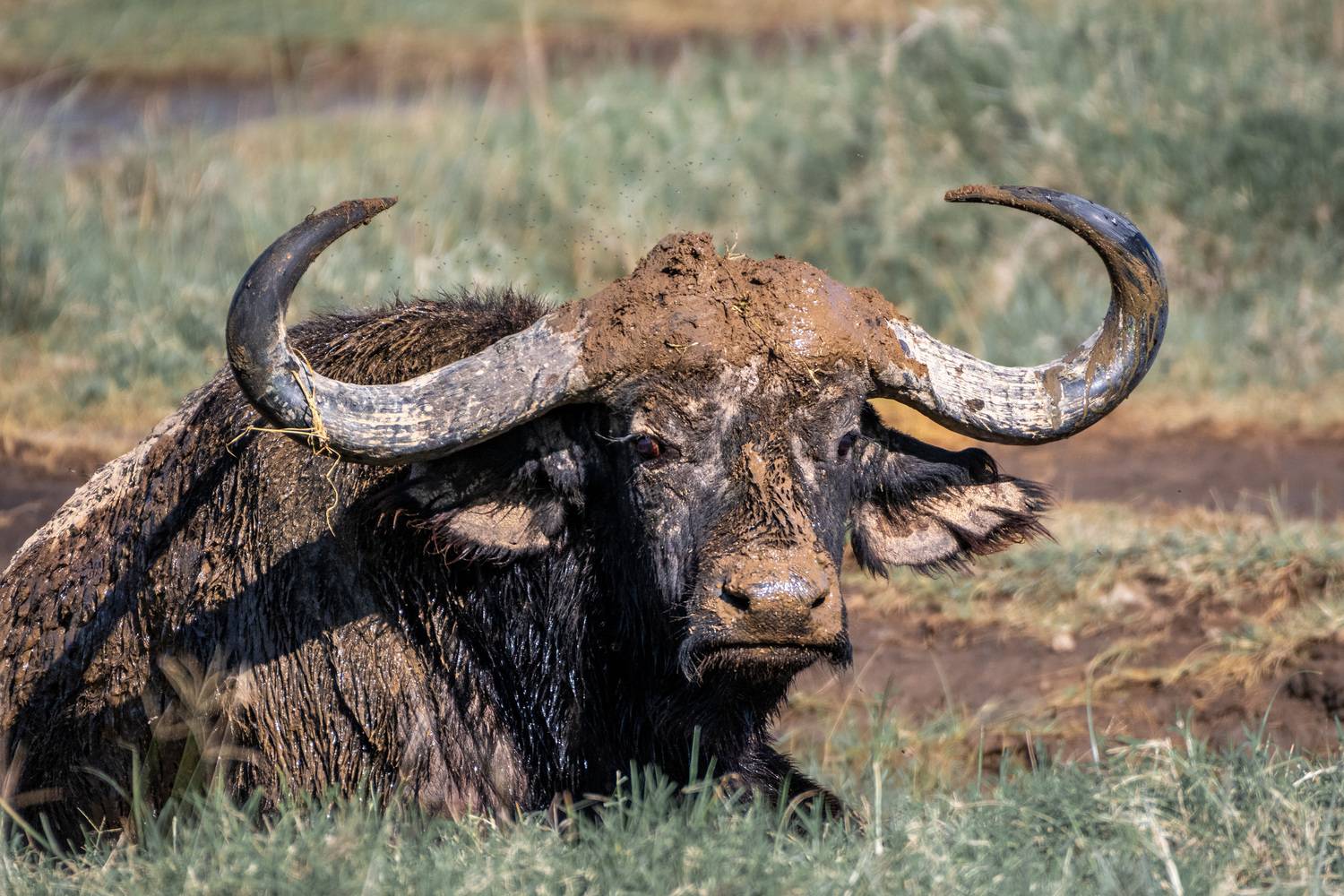 , Николаев Дмитрий