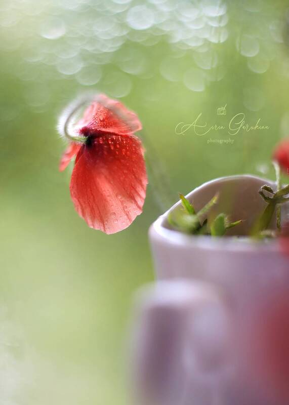 мак,боке,стихи, беларусь, ирина горюкина, мануальный объектив Стихи фото превью