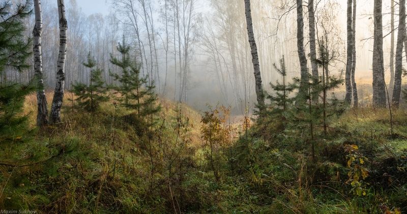 Лесной театр photo preview