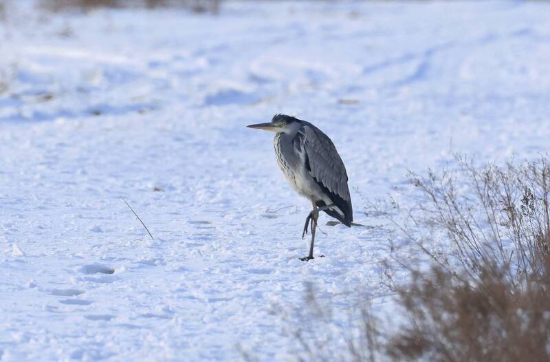 серая цапля, Серая цапля..photo preview