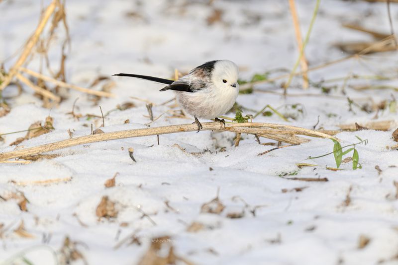Ополовник,синица,птица Ополовничек фото превью