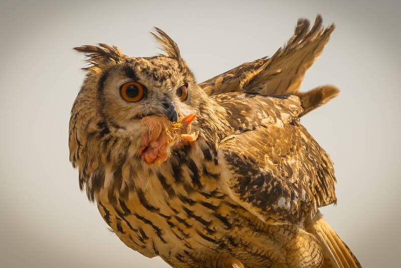 Кто сегодня на обед?photo preview