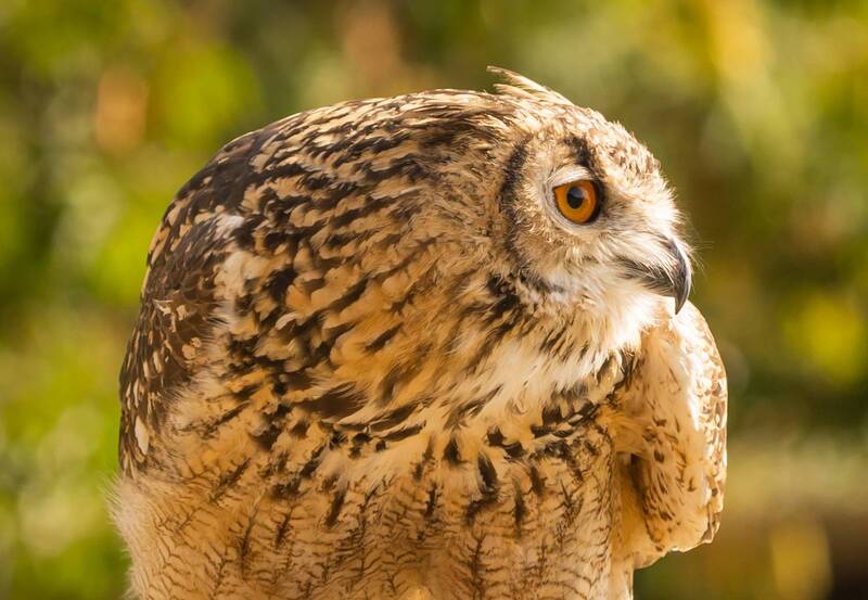 Серьезный взглядphoto preview