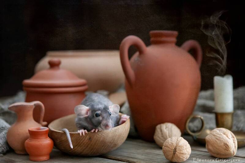 Маленькие жители моего домаphoto preview