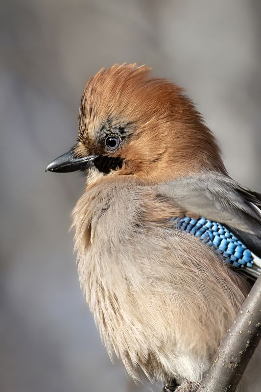 сойка, птица, природа, врановые Сойка встрепенуласьphoto preview