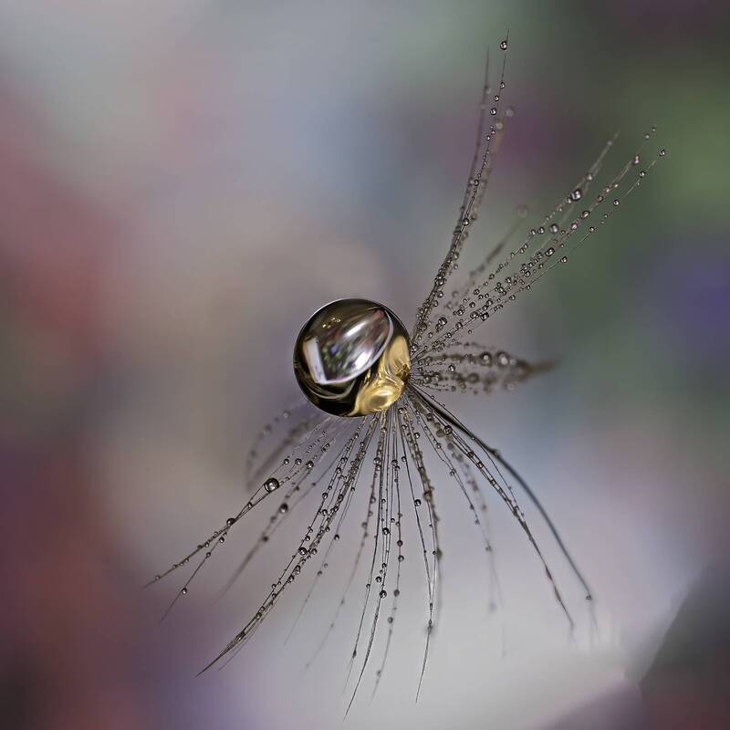agua, gotas, macro, color, bokeh Dropsphoto preview