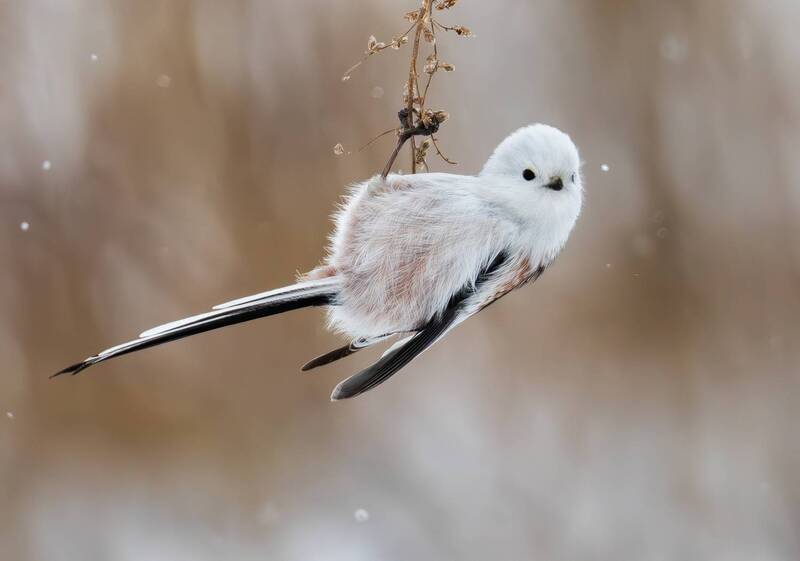 Длиннохвостая синица (Aegithalos caudatus). фото превью