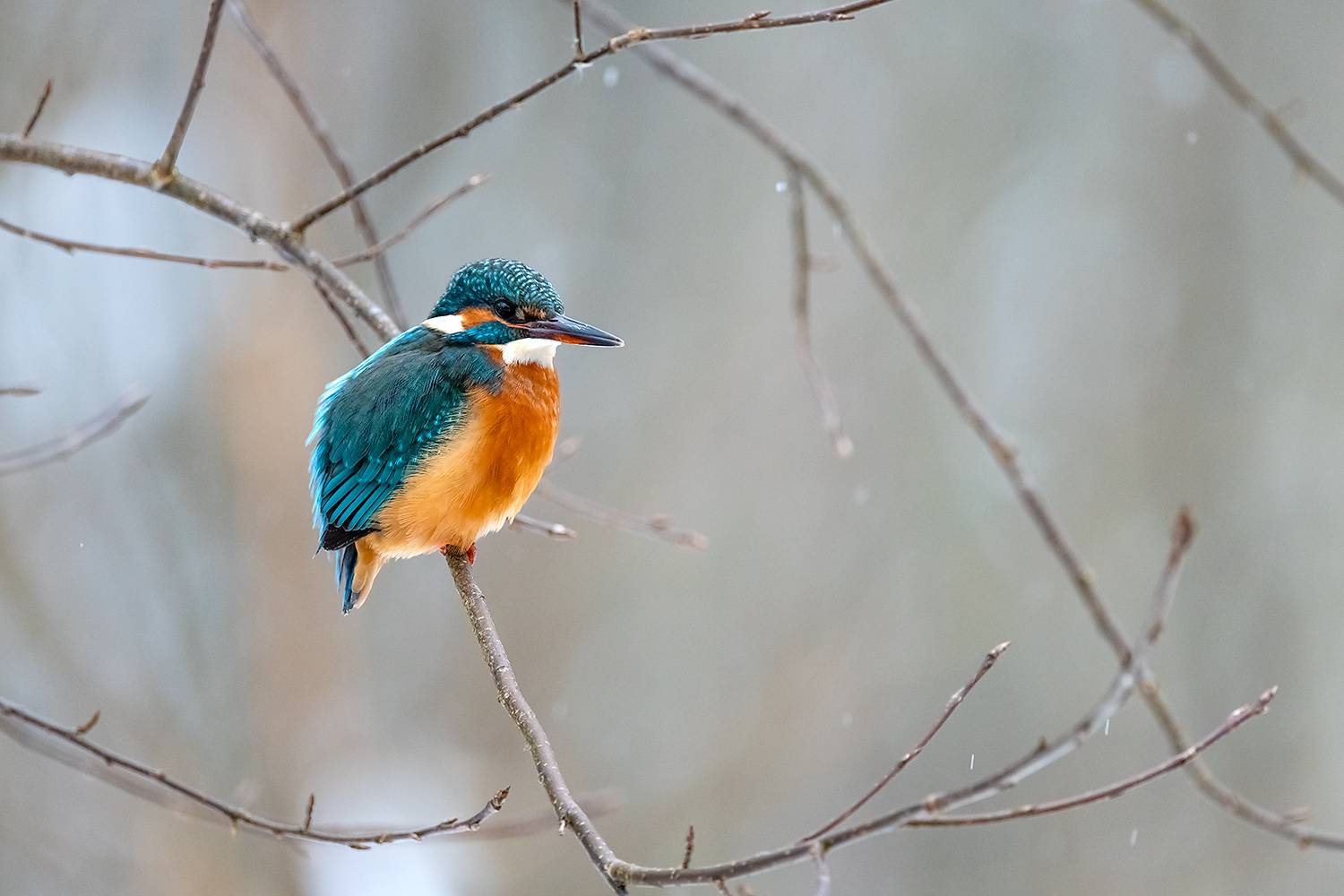 , Абросимов Александр