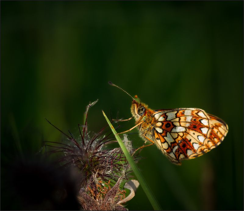 макро  фото превью